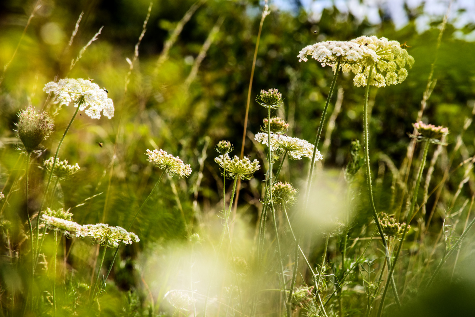 Sommerwiese