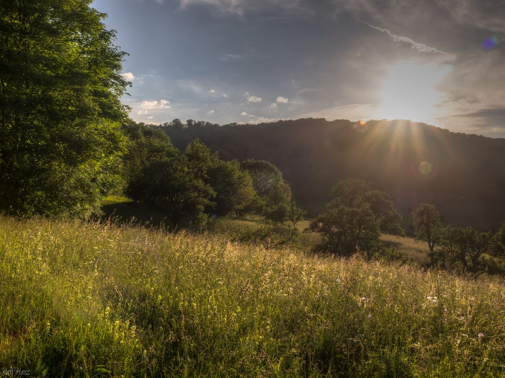 Sommerwiese am Abend