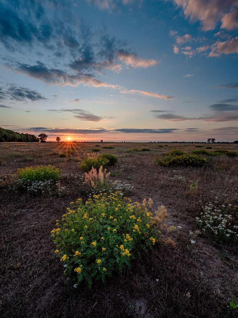 Sommerwiese am Abend