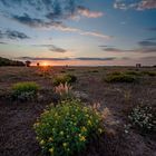 Sommerwiese am Abend