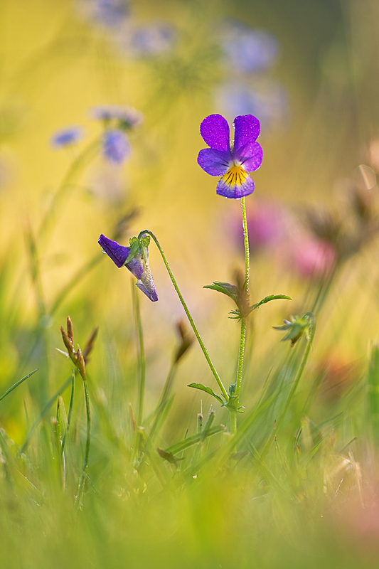 Sommerwiese am Morgen