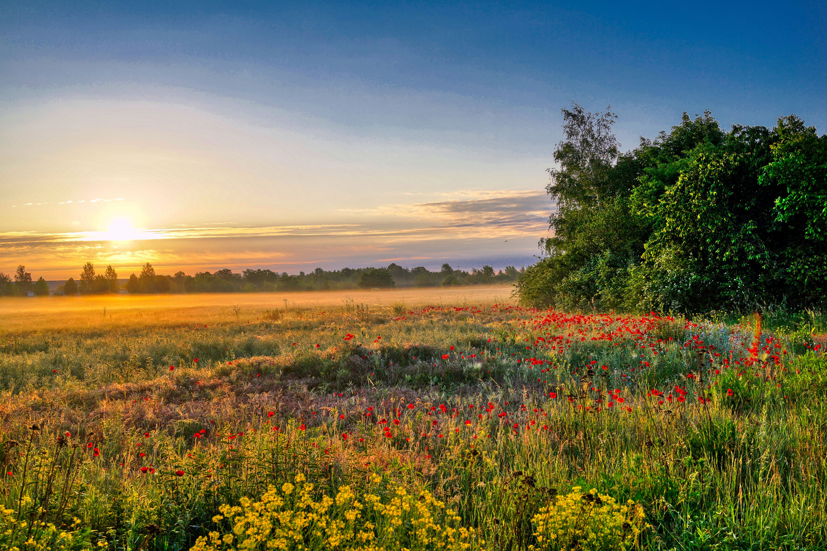 Sommerwiese am Morgen