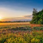 Sommerwiese am Morgen