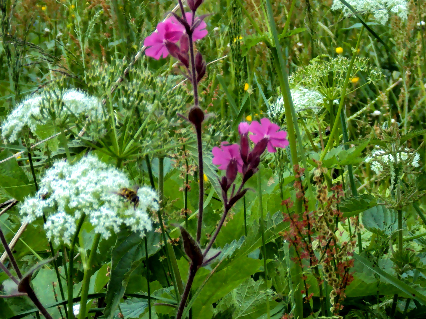 Sommerwiese am Waldrand im Hochschwarzwald