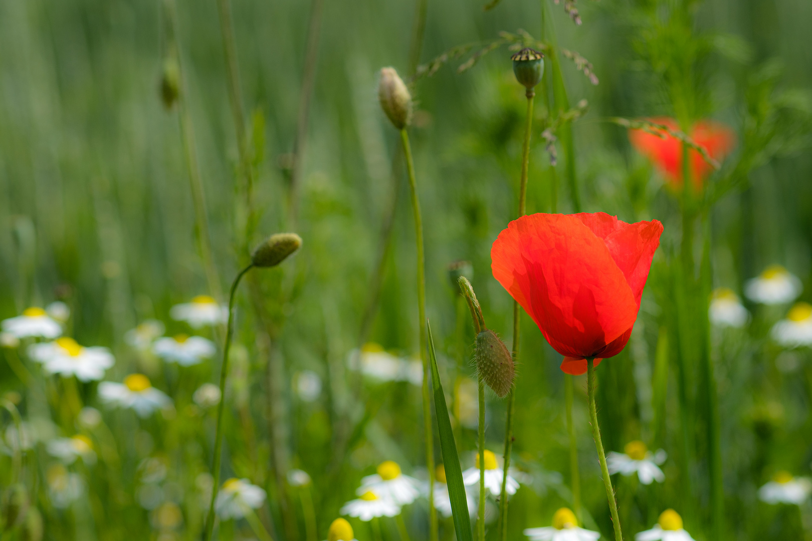 Sommerwiese an der Weser