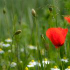 Sommerwiese an der Weser