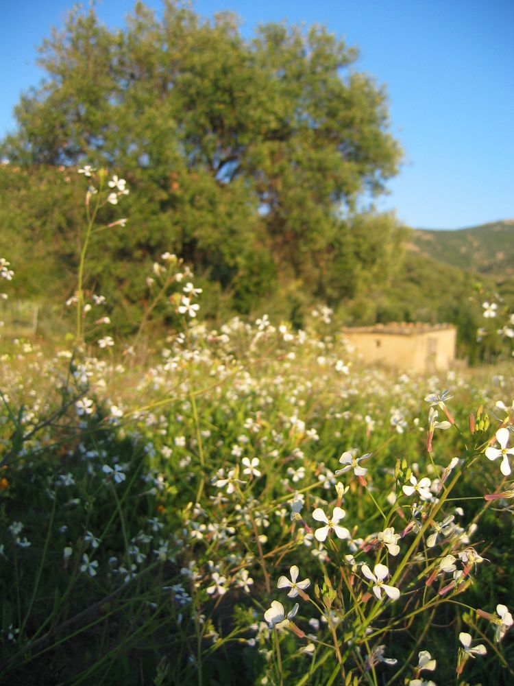 Sommerwiese anfang März