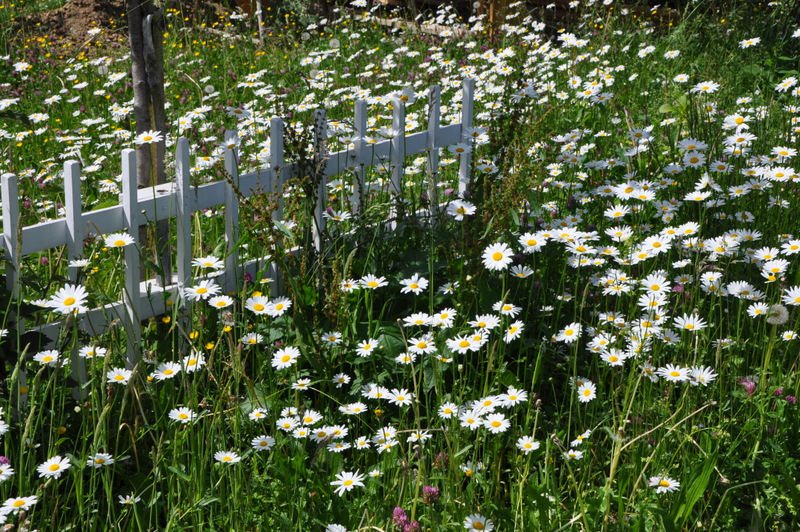 Sommerwiese auf dem Dorf