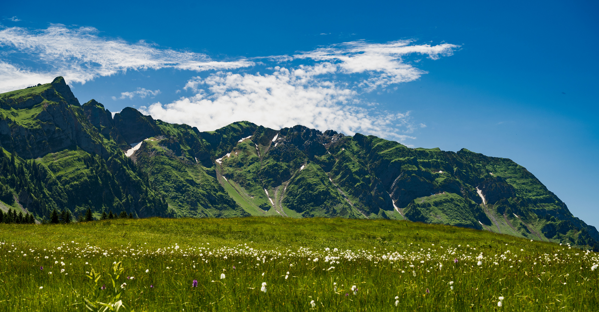 Sommerwiese auf der Alp II