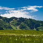 Sommerwiese auf der Alp II