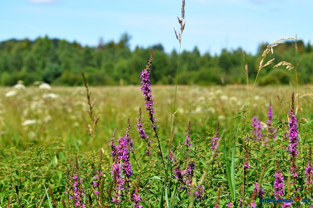 Sommerwiese