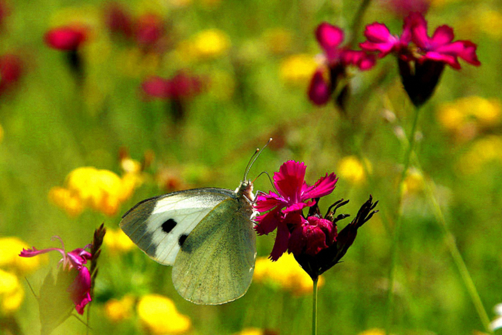 sommerwiese