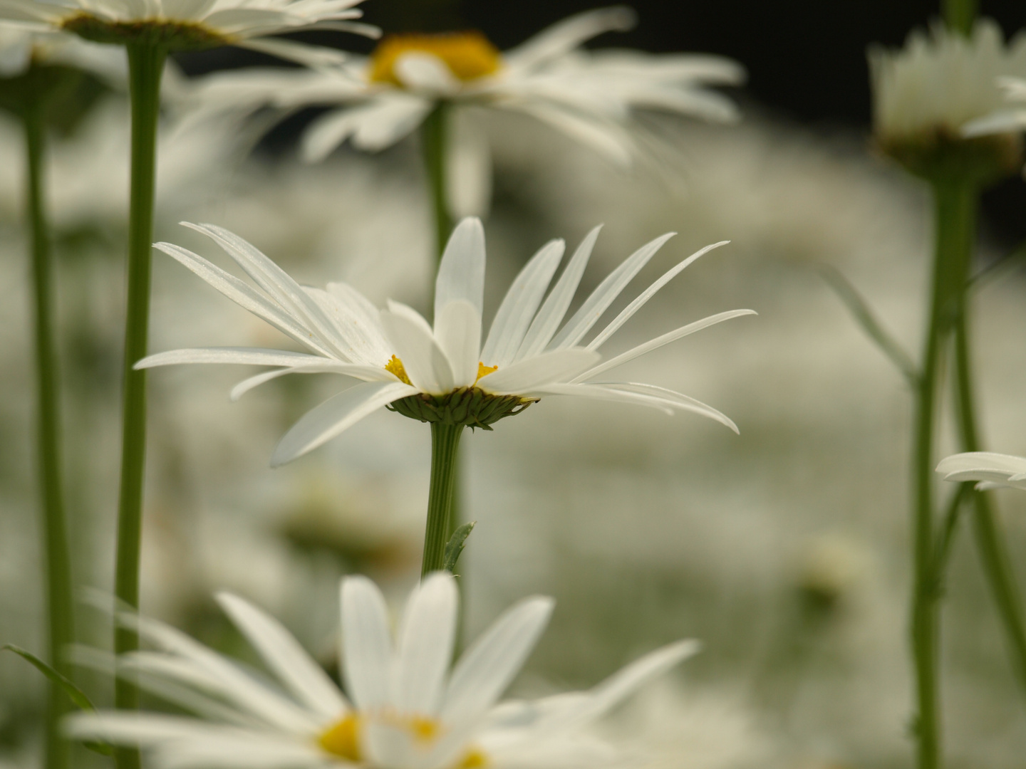 Sommerwiese