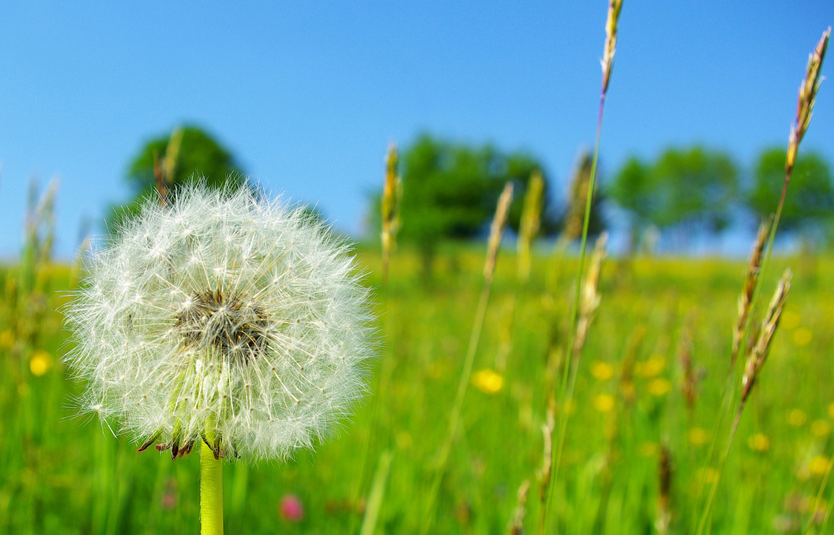 Sommerwiese