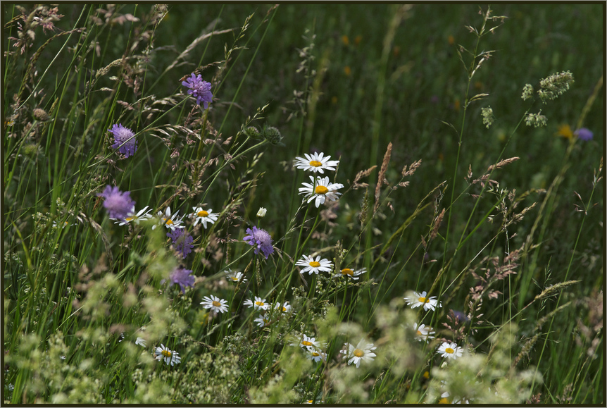 Sommerwiese