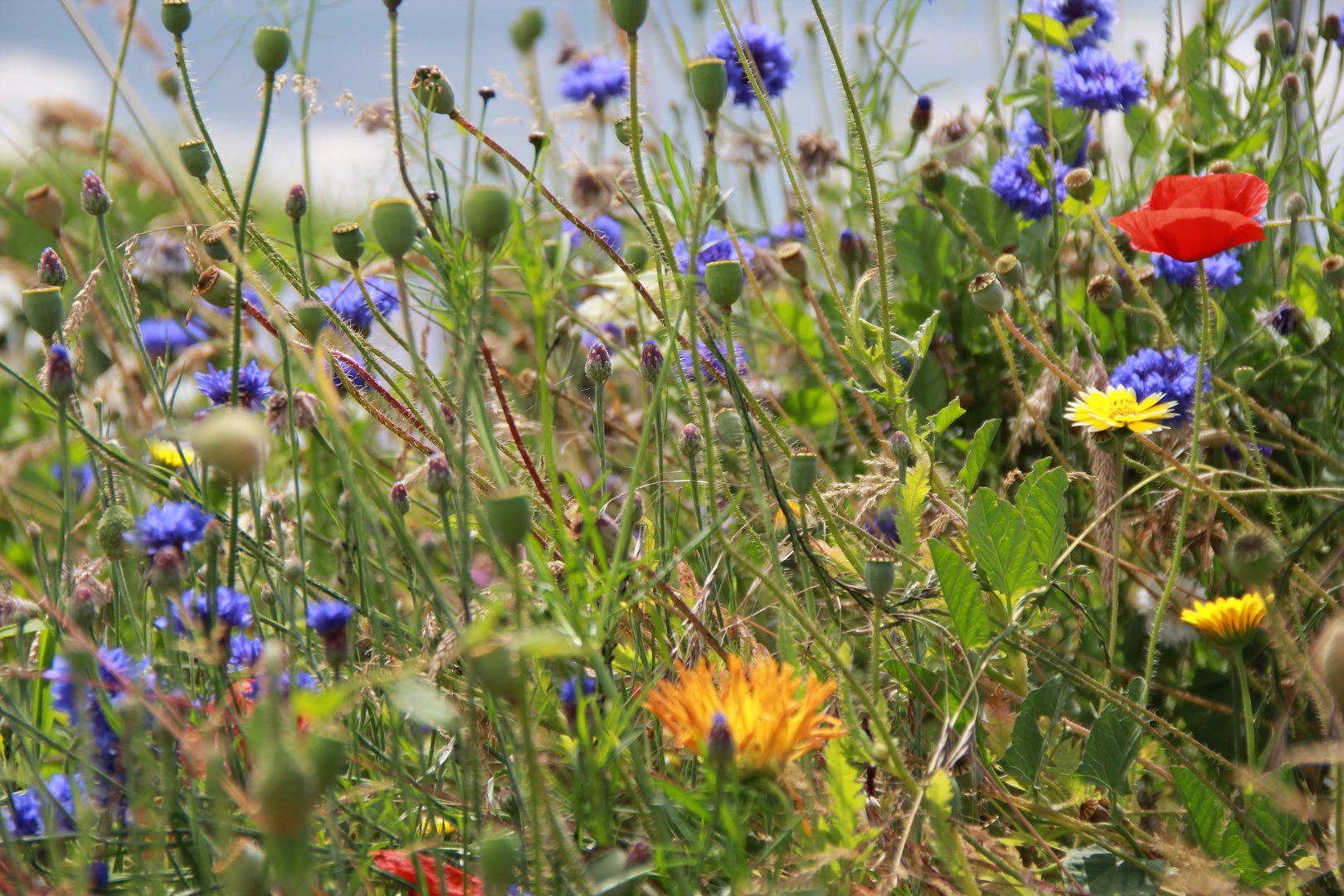 Sommerwiese