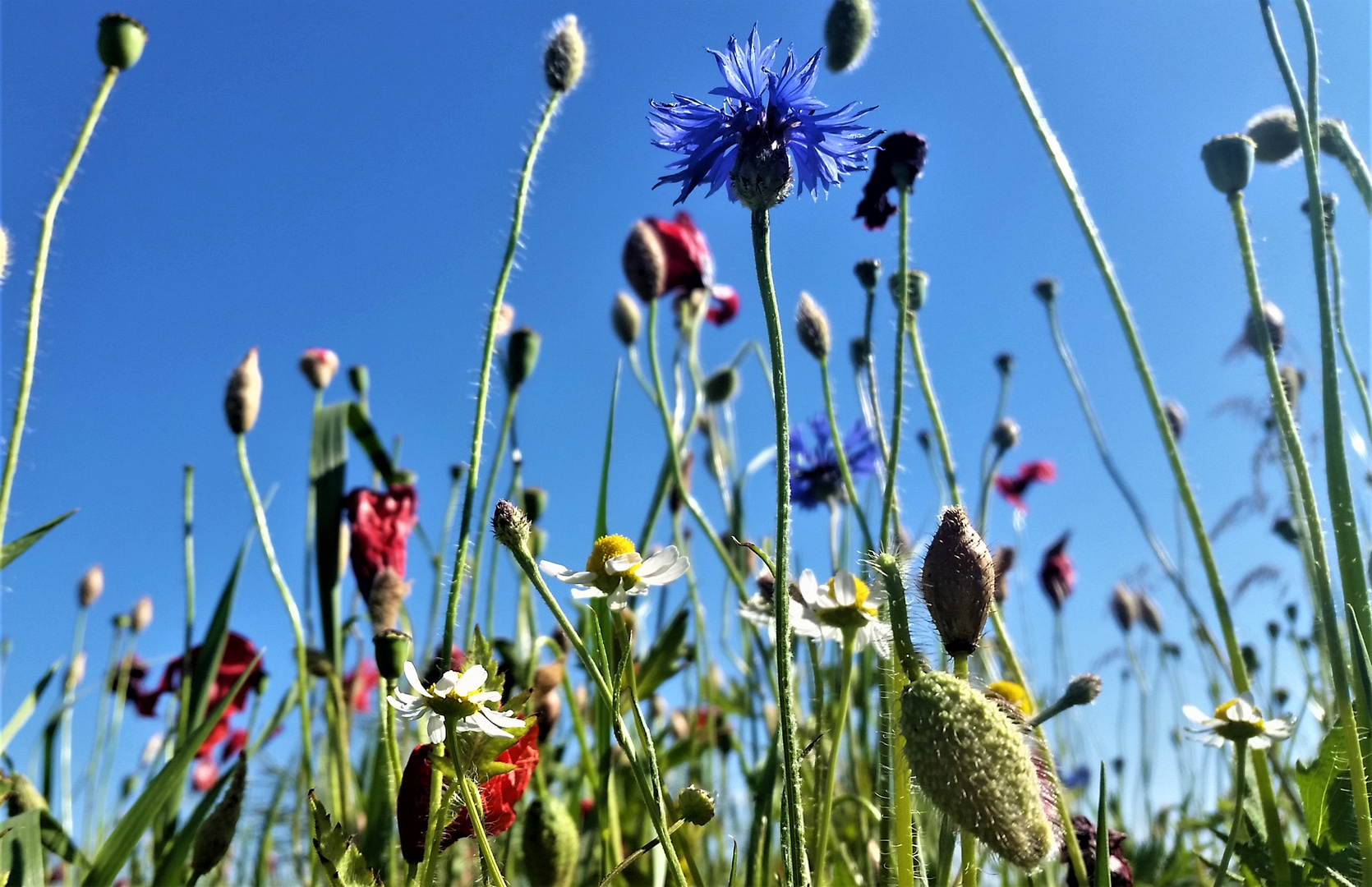 Sommerwiese