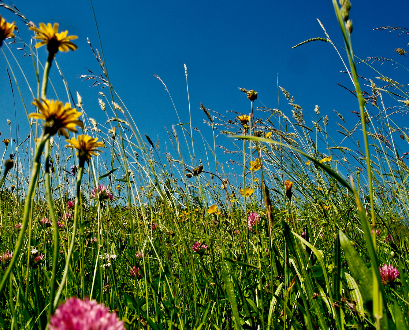 Sommerwiese