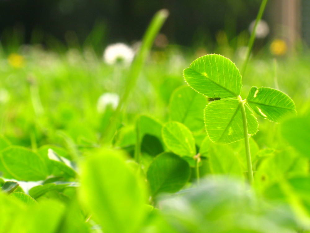 sommerwiese