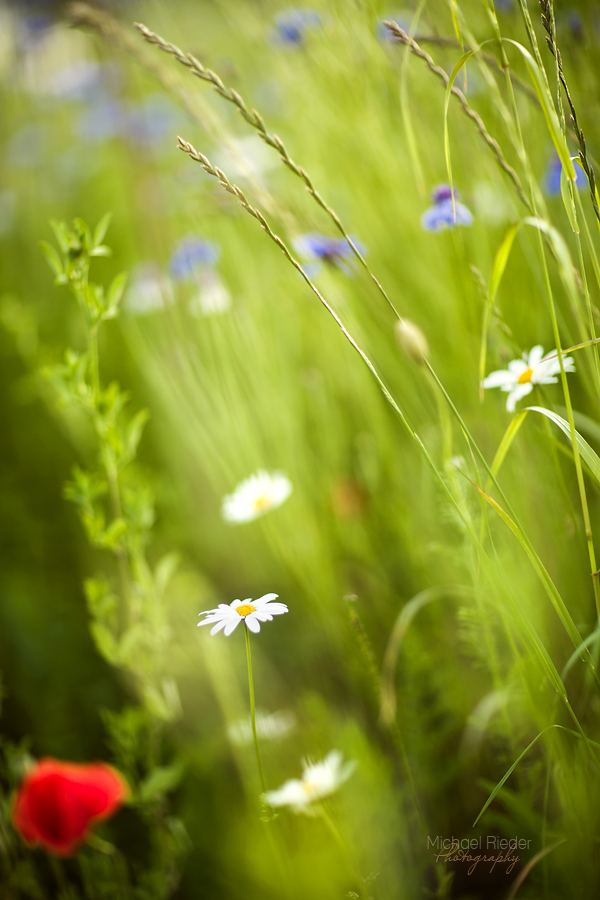 Sommerwiese