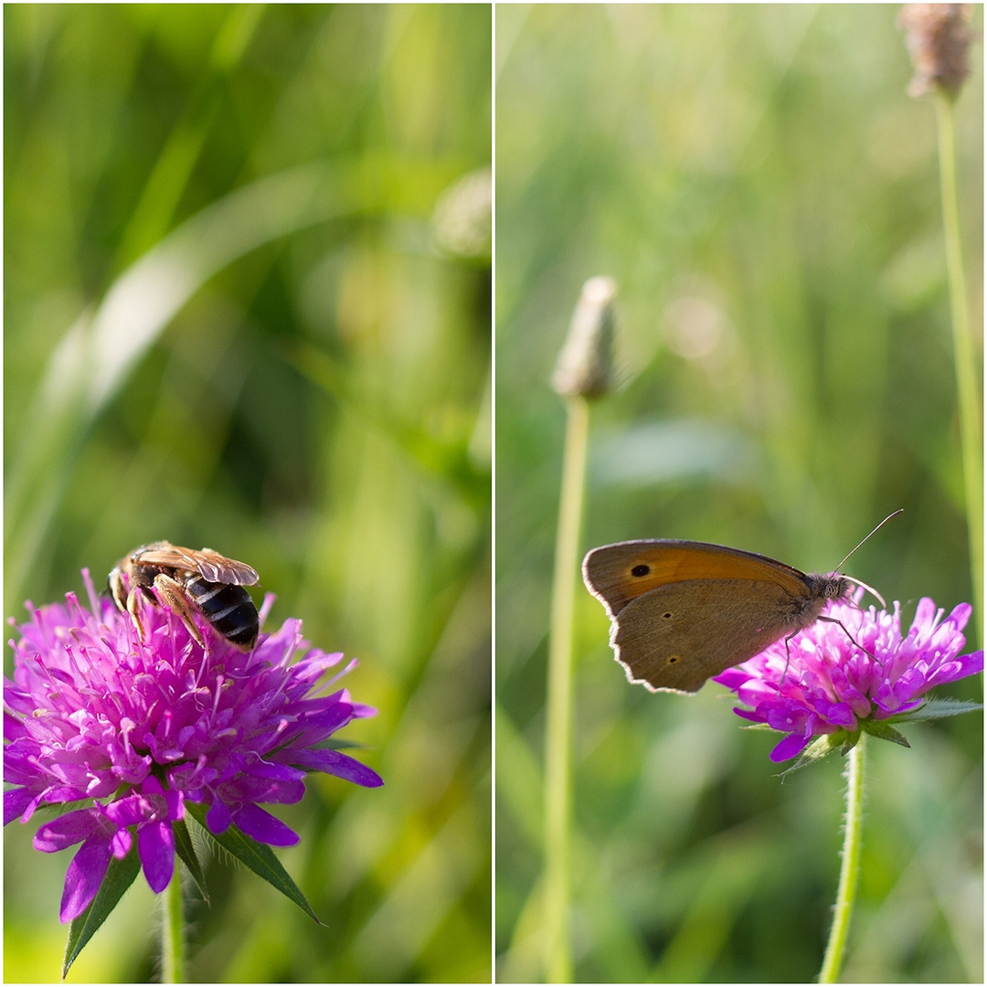 sommerwiese ...