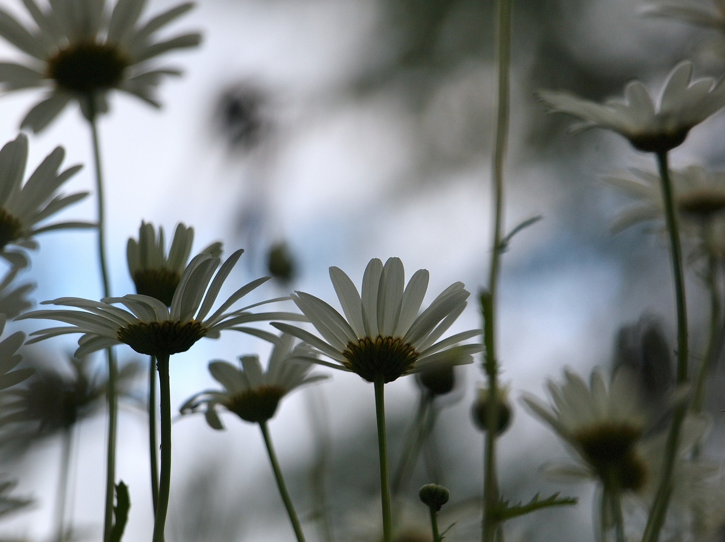 Sommerwiese