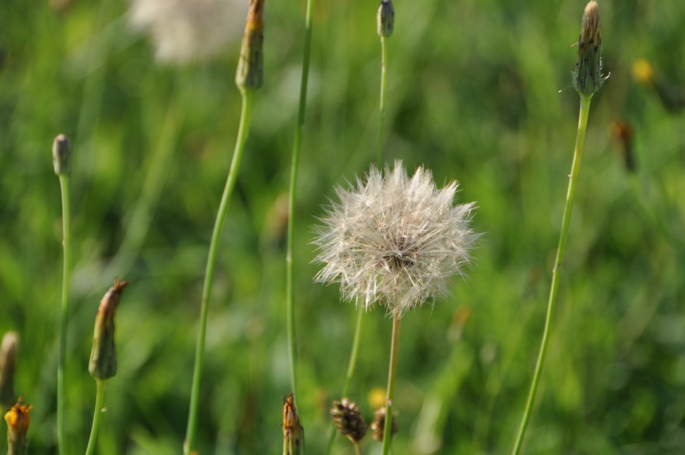 Sommerwiese