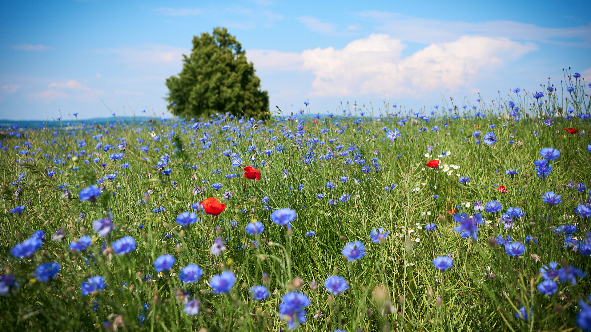 Sommerwiese