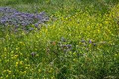 Sommerwiese bei der Weinwanderung Höllenpfad