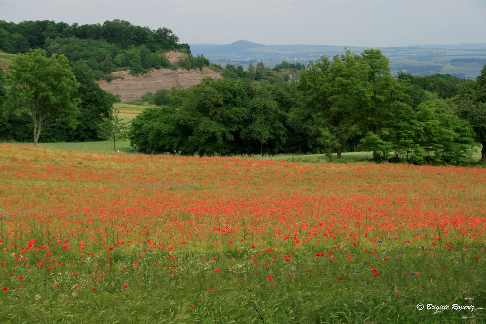 Sommerwiese bei Mendig/Mayen