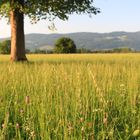 Sommerwiese bei Thalgau