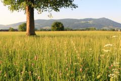 Sommerwiese bei Thalgau