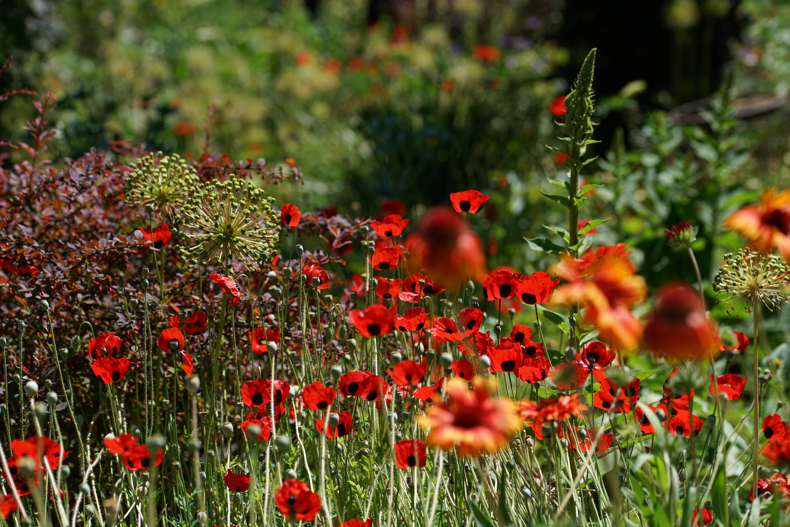 Sommerwiese