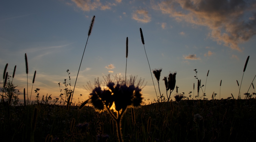 Sommerwiese