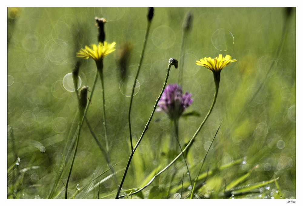 Sommerwiese