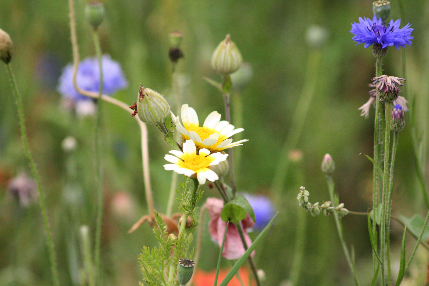 Sommerwiese