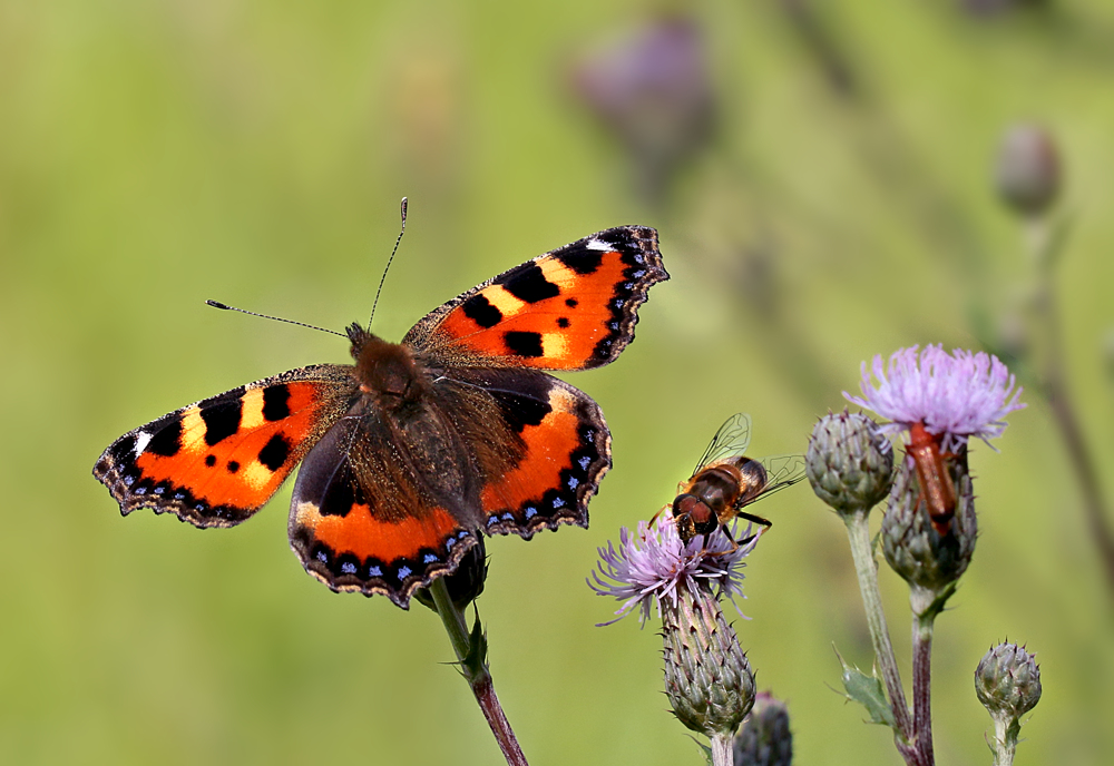 Sommerwiese