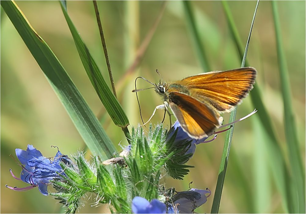  Sommerwiese