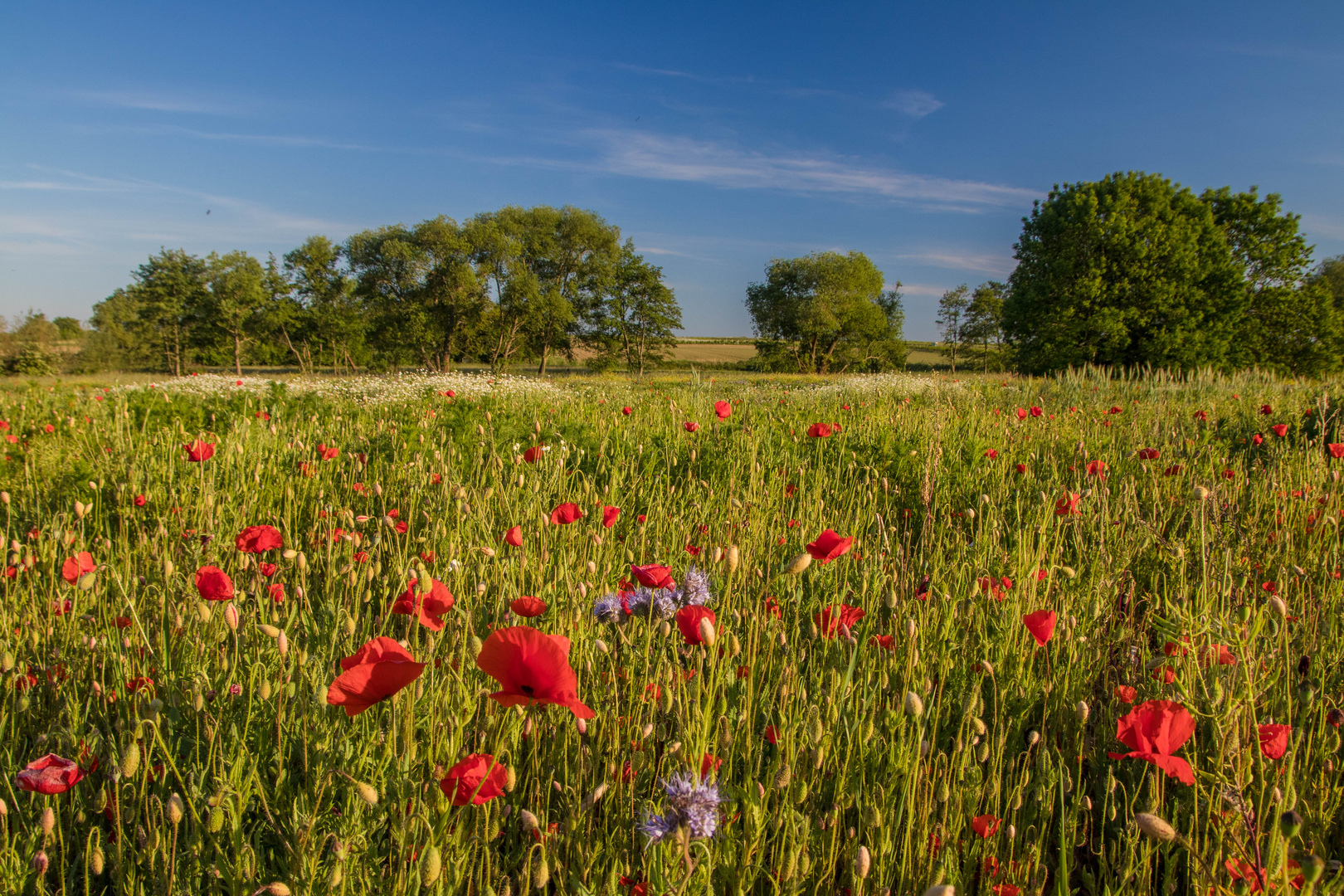 Sommerwiese