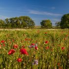 Sommerwiese