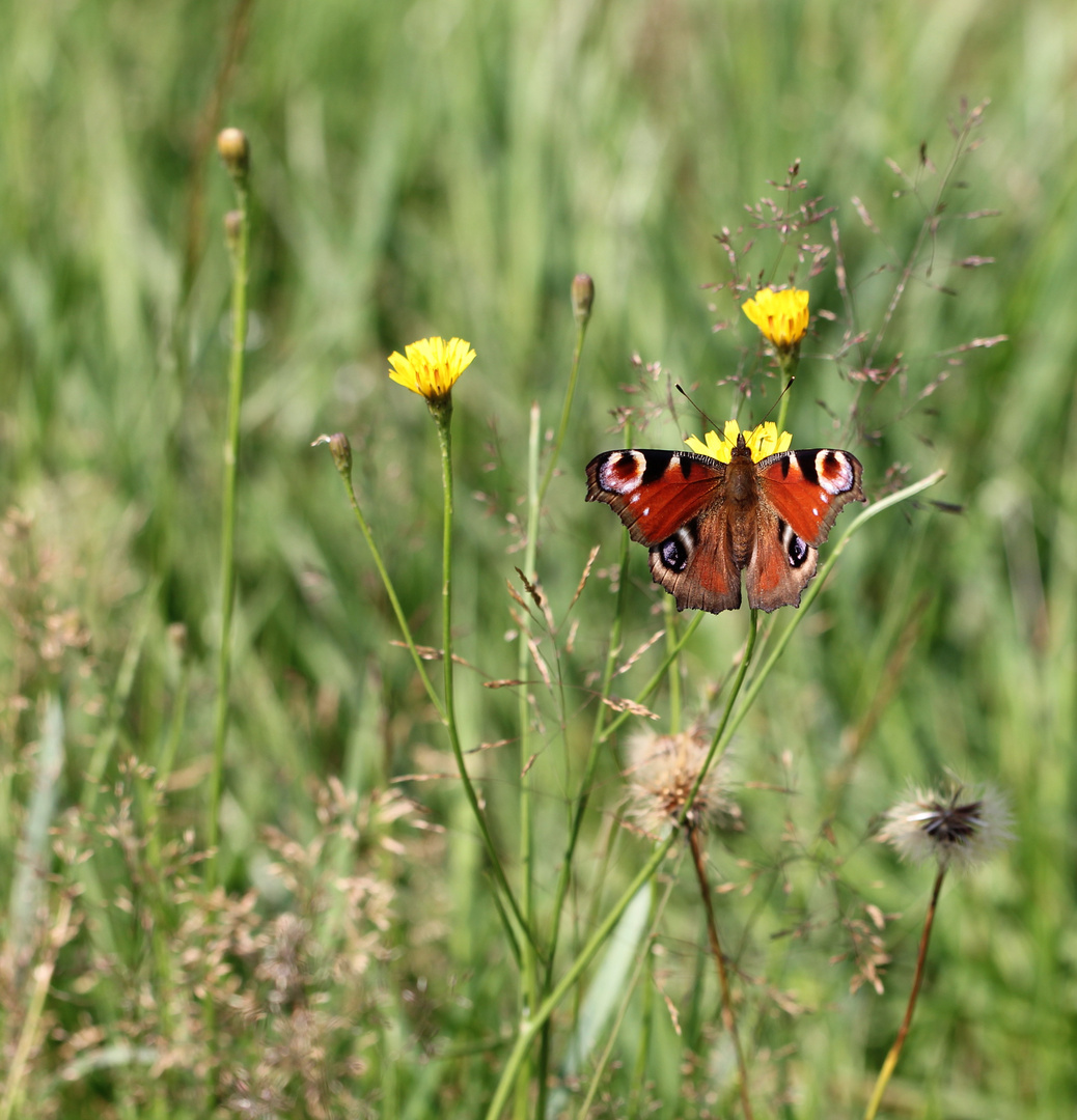 -Sommerwiese-