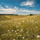 Sommerwiese