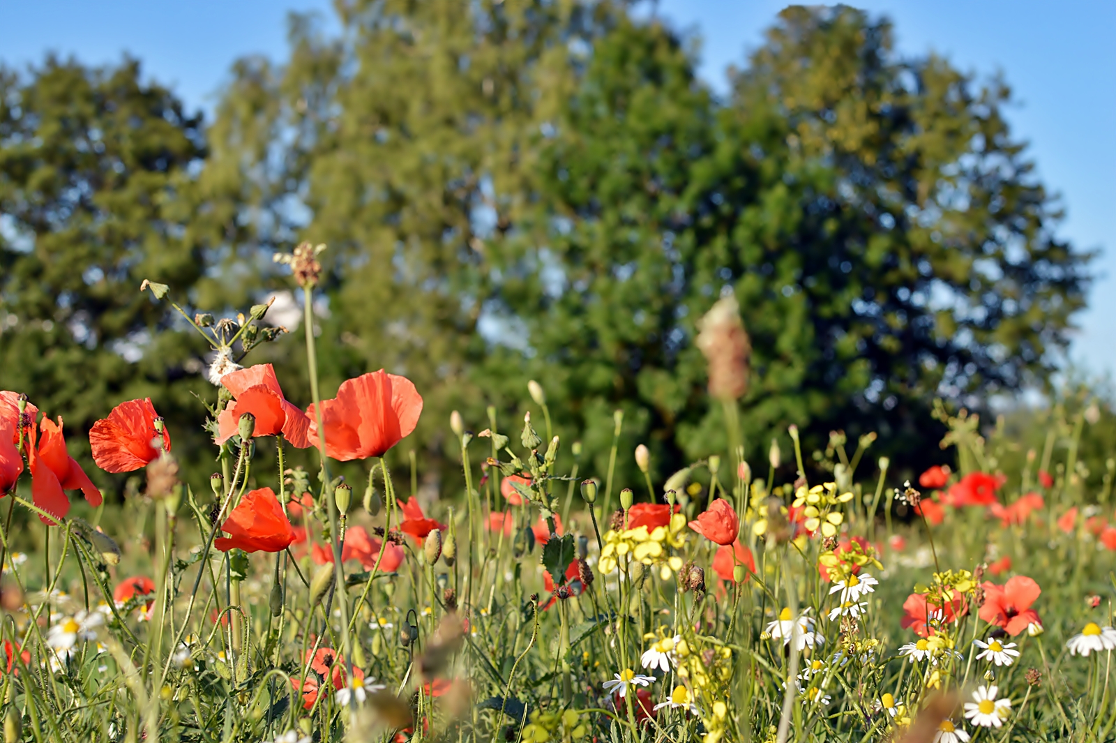 ~~~ Sommerwiese ~~~