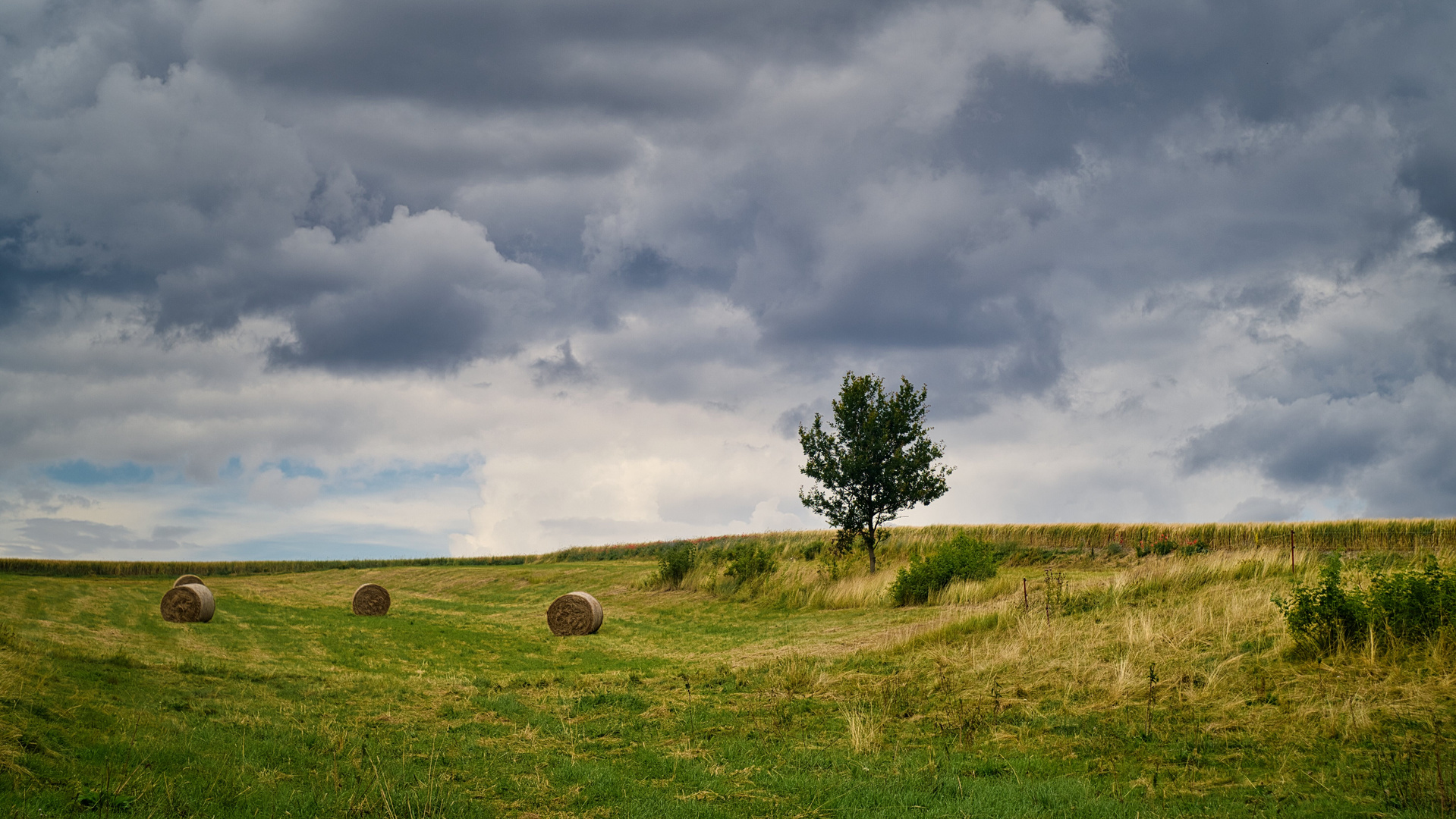 Sommerwiese