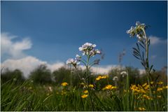 Sommerwiese