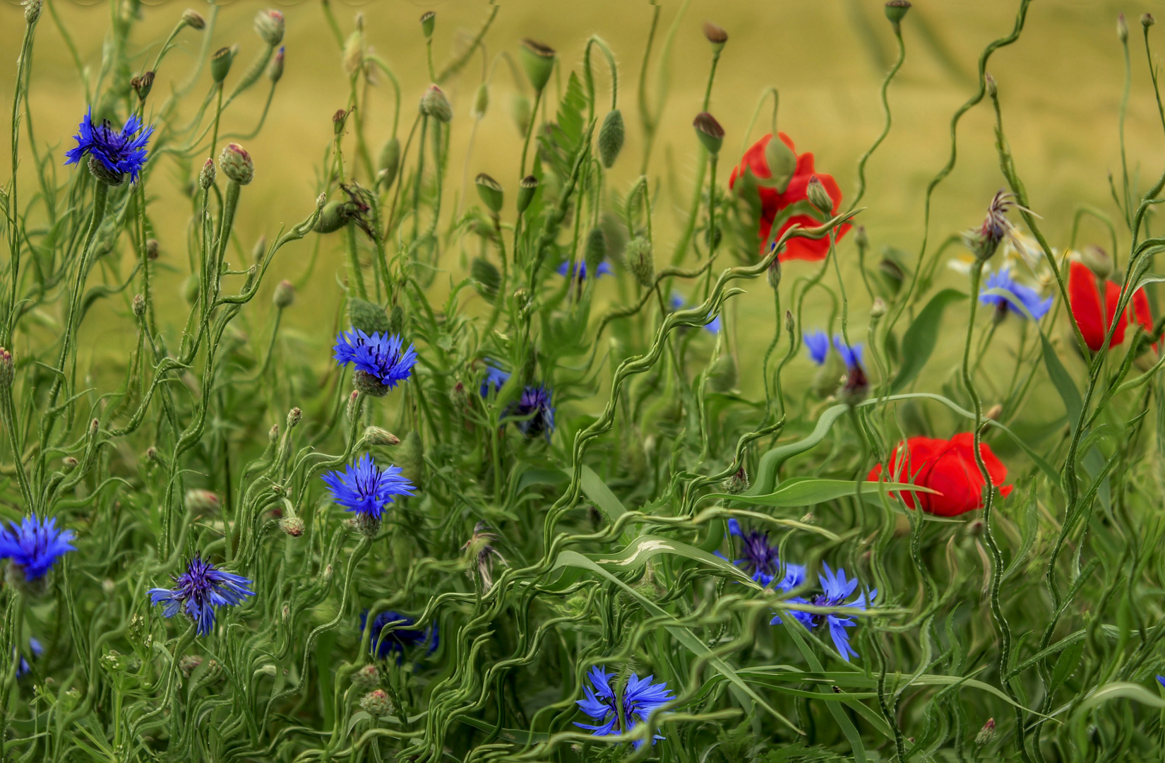 Sommerwiese.