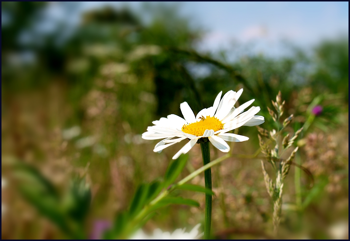 Sommerwiese