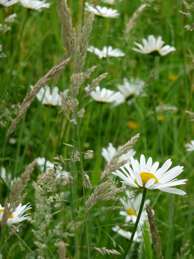 Sommerwiese