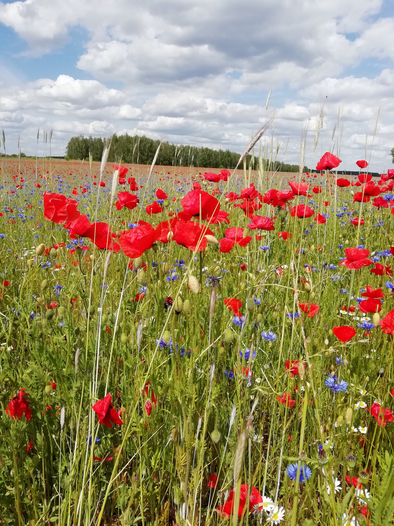 Sommerwiese 