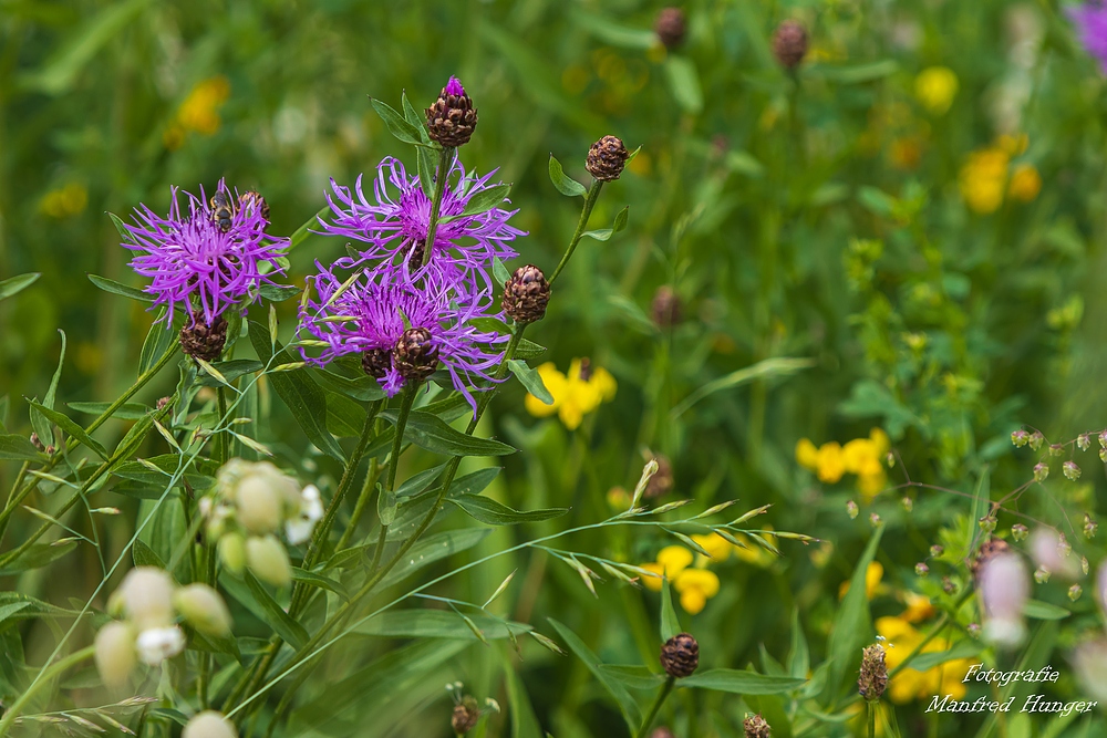 Sommerwiese